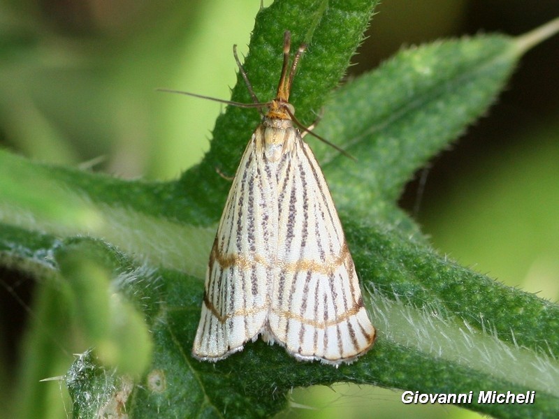 Chrysocrambus...?